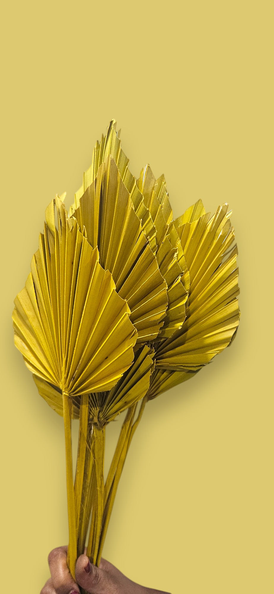 Dried yellow palm spear(set of 10)