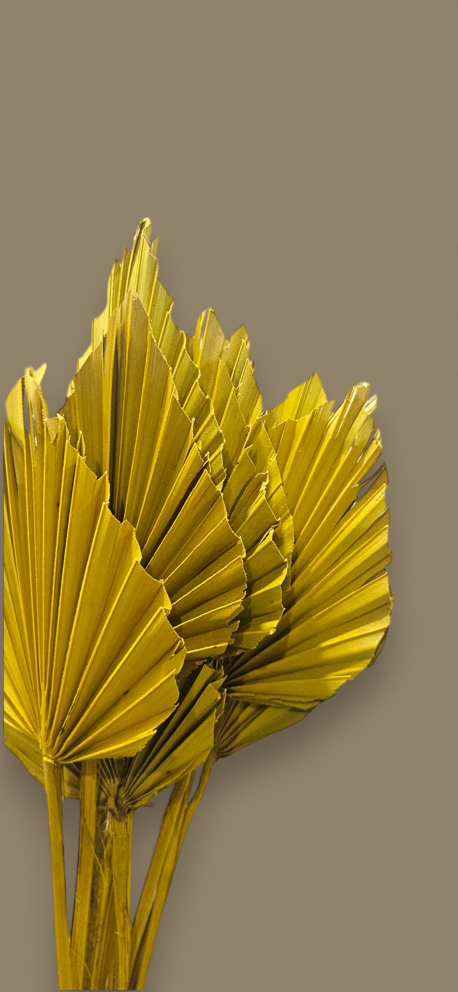 Dried yellow palm spear(set of 10)