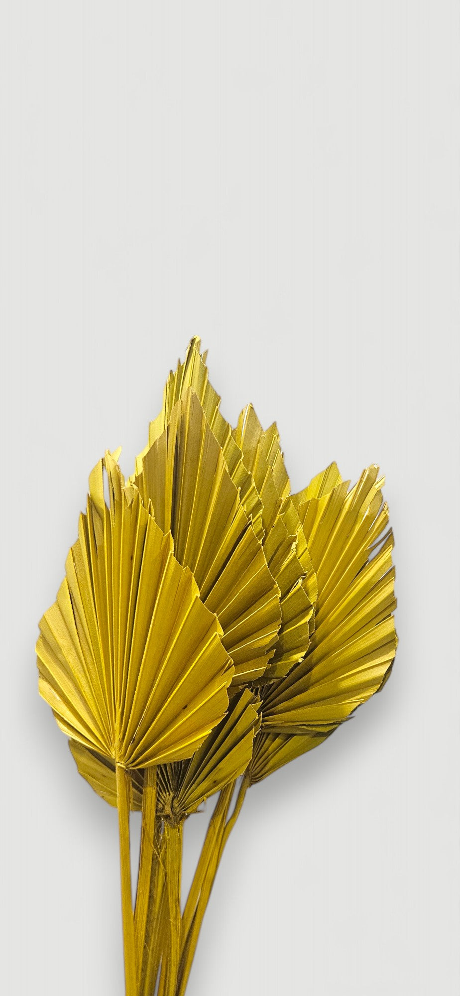 Dried yellow palm spear(set of 10)